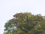 FZ022075 Red kites (Milvus milvus) in tree.jpg